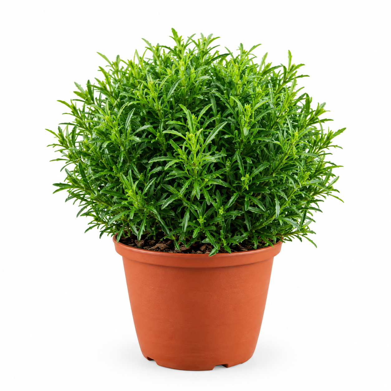 euodia ridleyi